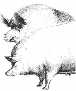 When Hogs Roamed Free