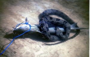 Cottonmouth tries to steal fish from line